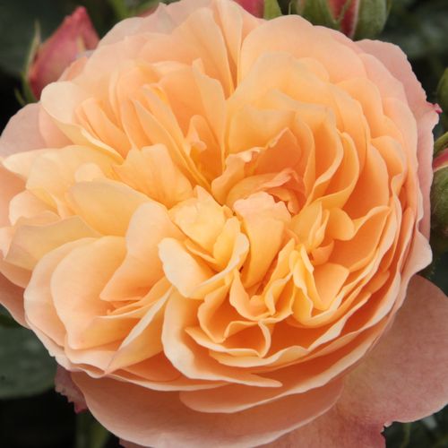 Online rózsa vásárlás - Narancssárga - nosztalgia rózsa - diszkrét illatú rózsa - Rosa Natalija™ - PhenoGeno Roses - Kissé bókoló habitusú, illatos rózsa.